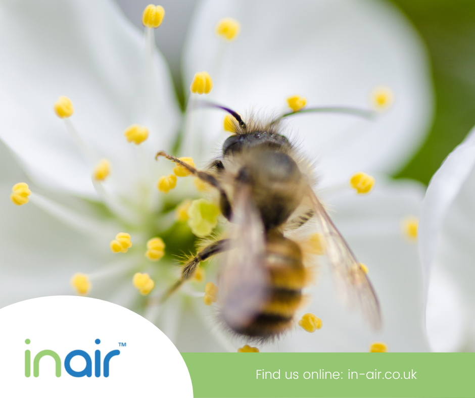 How can an Air Purifier help your hay fever?